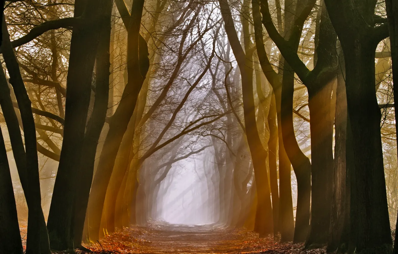 Photo wallpaper rays, light, trees, nature, alley
