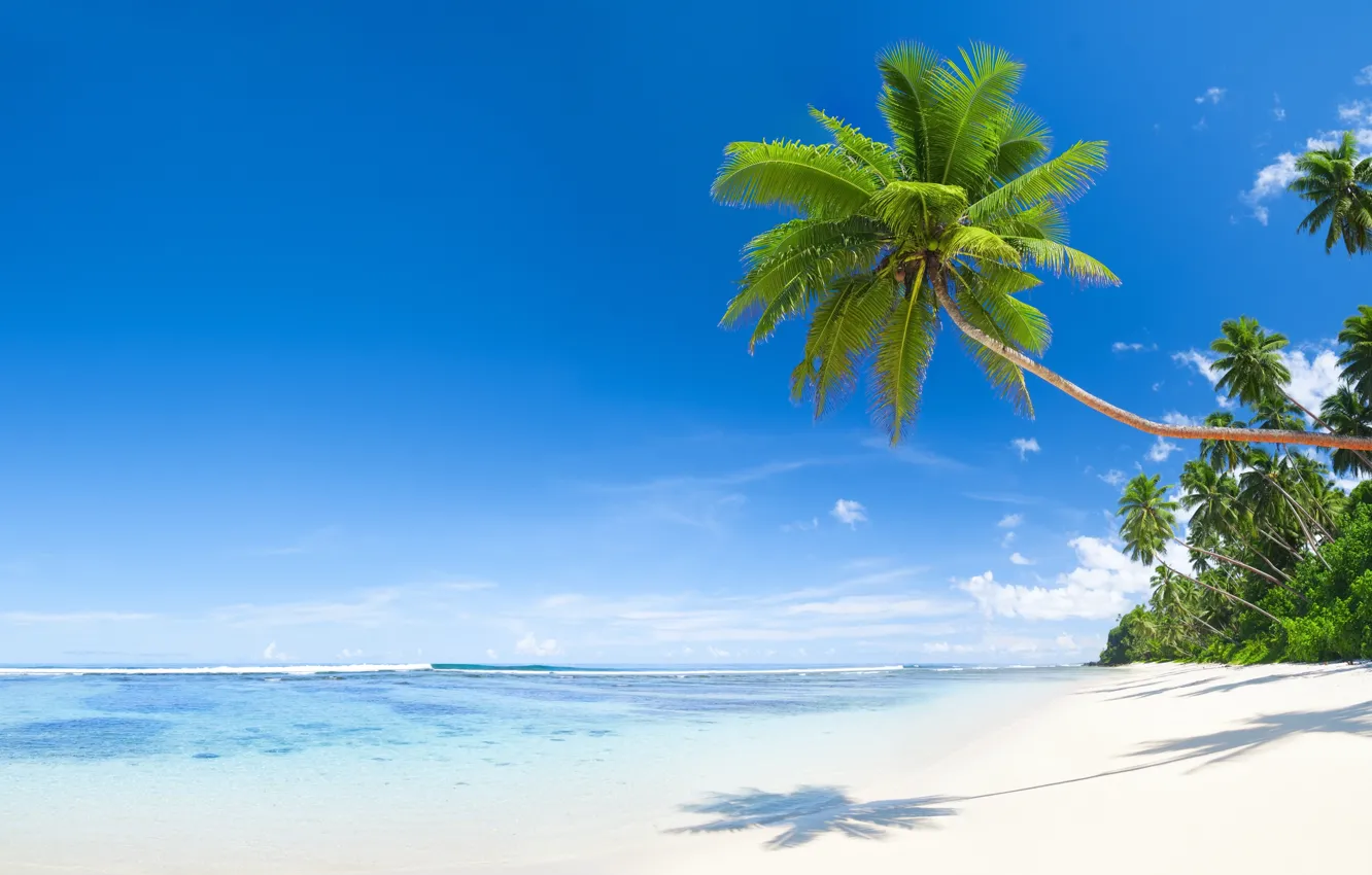 Photo wallpaper sea, beach, nature, tropics, palm trees, coconut, shadow