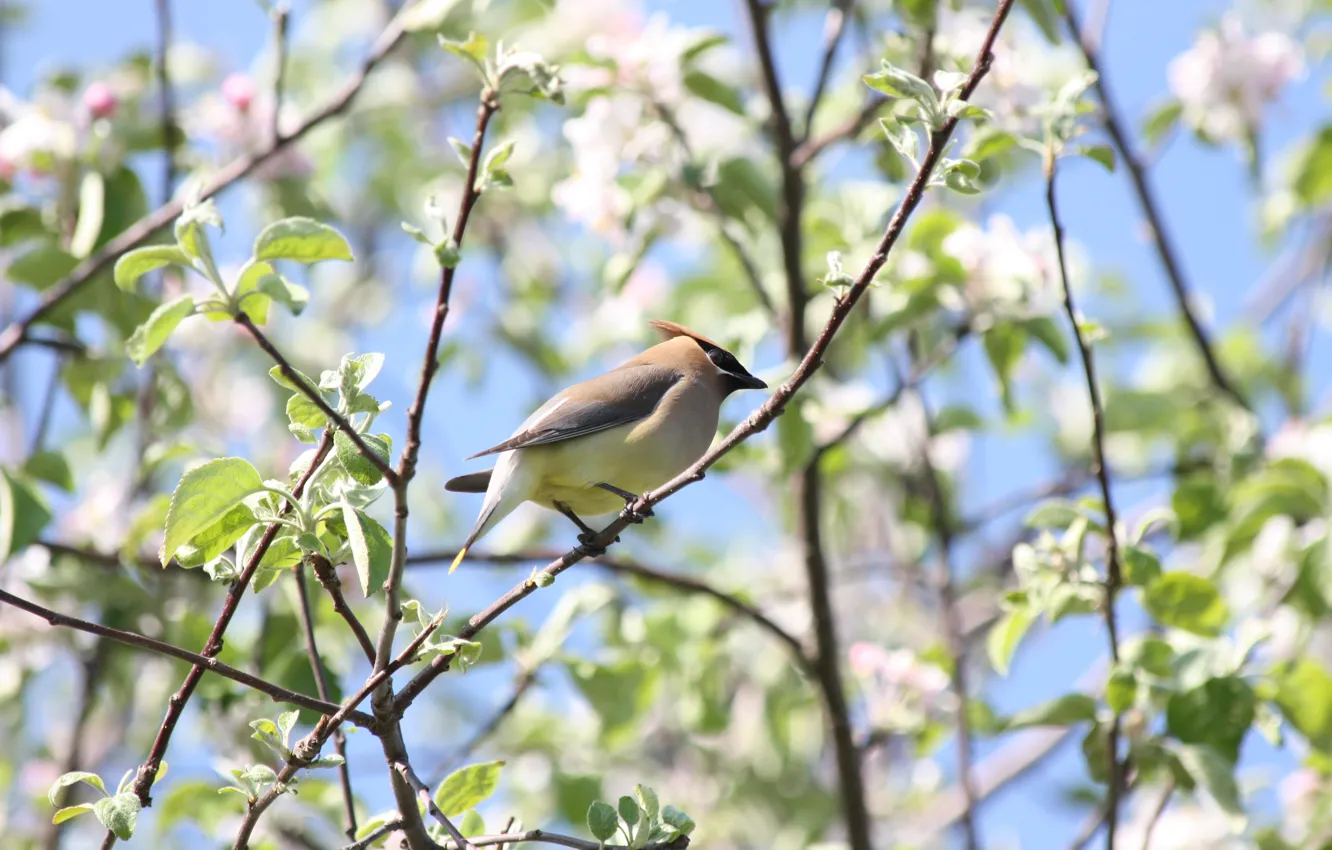 Photo wallpaper bird, spring, Apple, flowering, the Waxwing