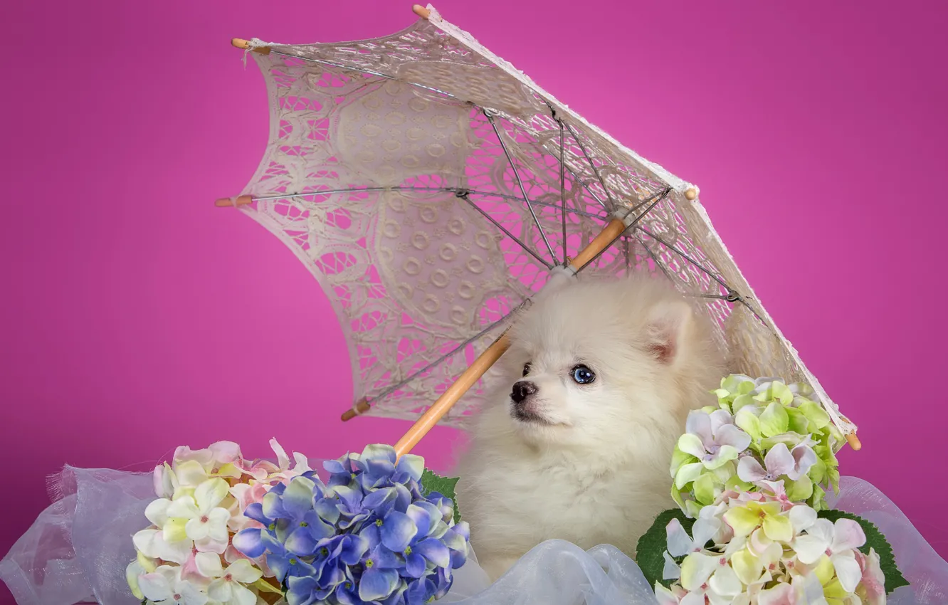 Photo wallpaper white, umbrella, puppy, hydrangea, Spitz