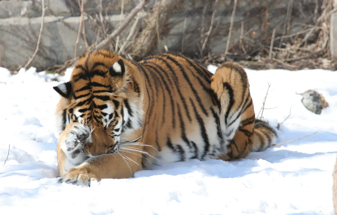 Photo wallpaper cat, snow, tiger, Amur