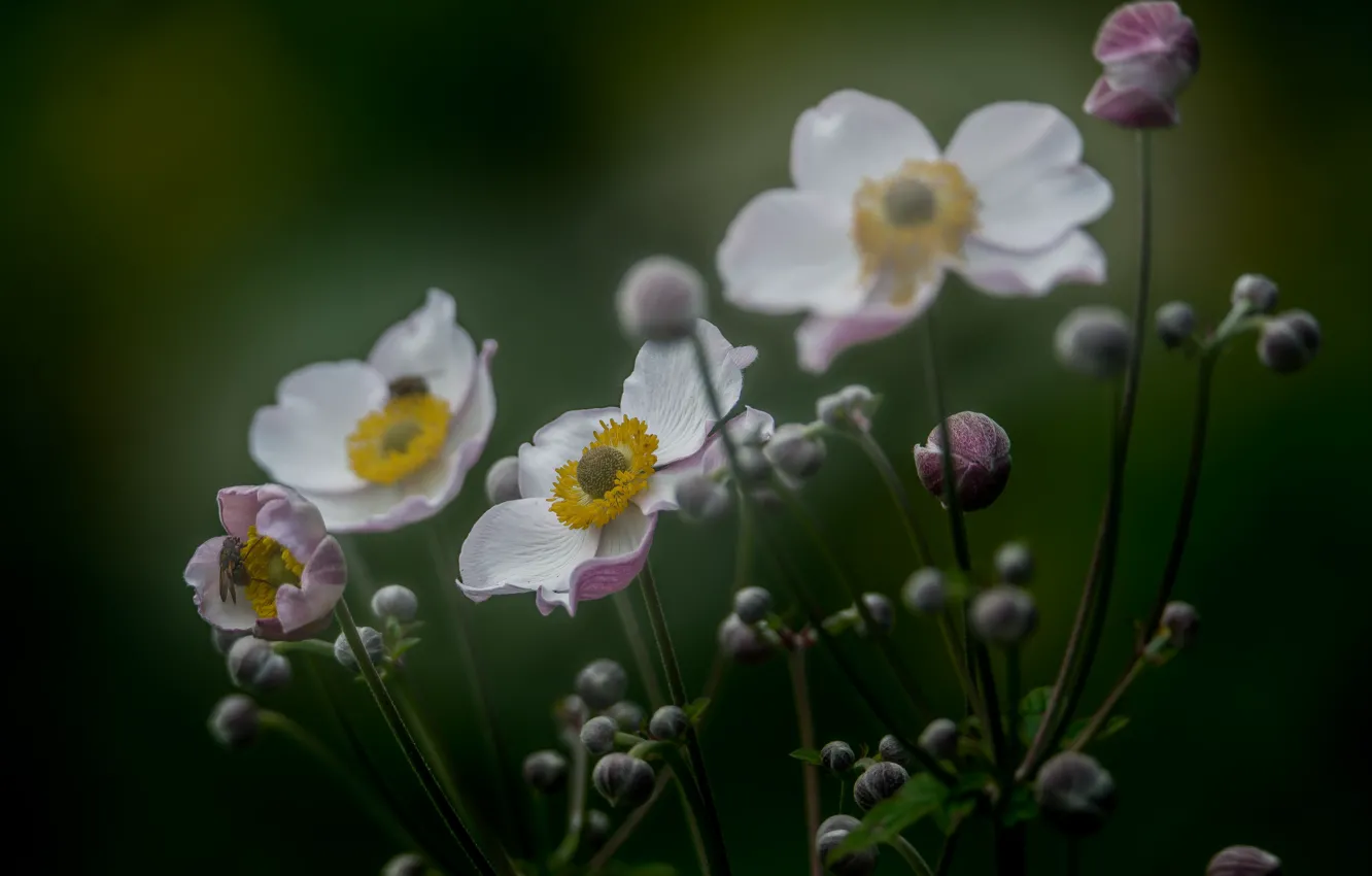 Photo wallpaper summer, flowers, mood, anemones