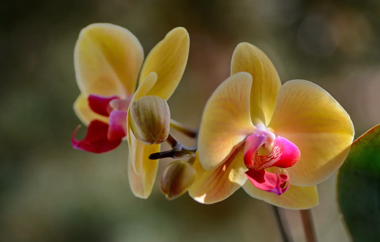 Photo wallpaper macro, flowers, Orchid