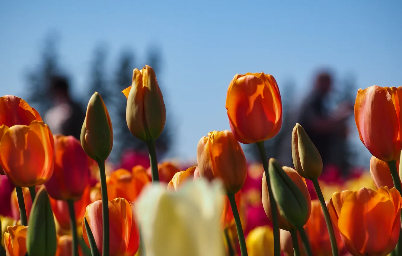 Photo wallpaper flowers, orange, spring, tulips, white, buds, flowerbed, bokeh