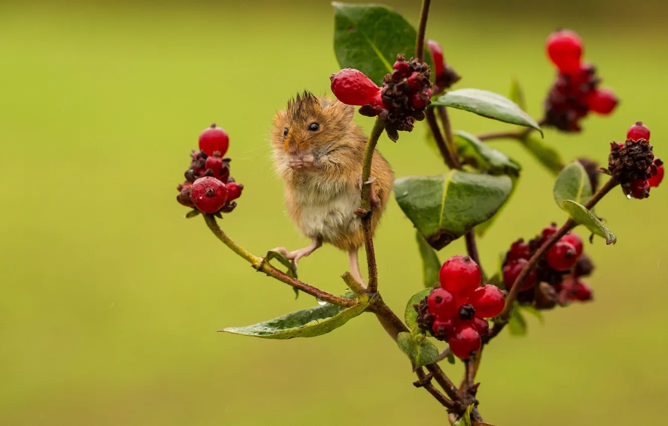 Photo wallpaper berries, wet, branch, mouse, baby