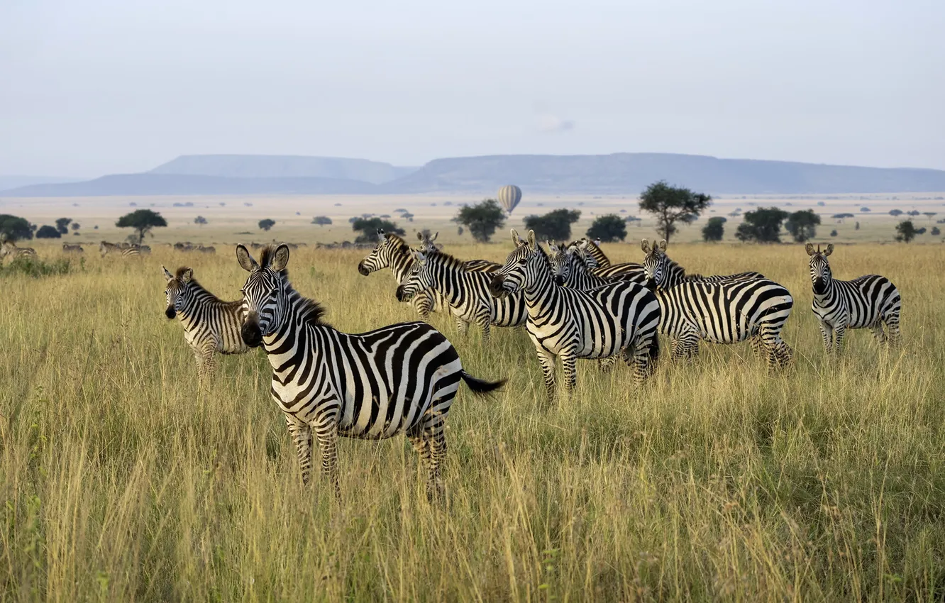 Photo wallpaper summer, nature, zebras