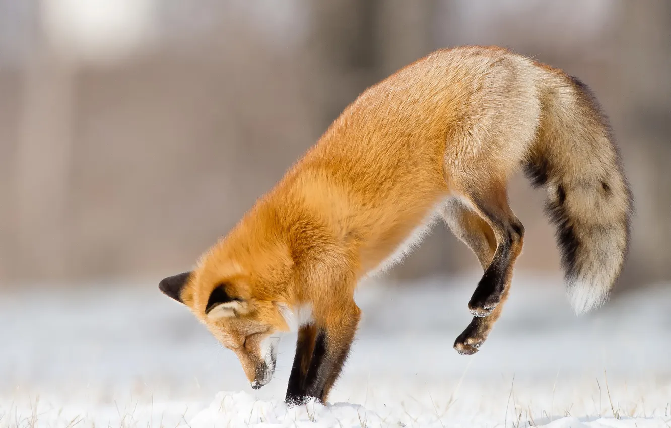 Photo wallpaper winter, snow, jump, Fox, hunting