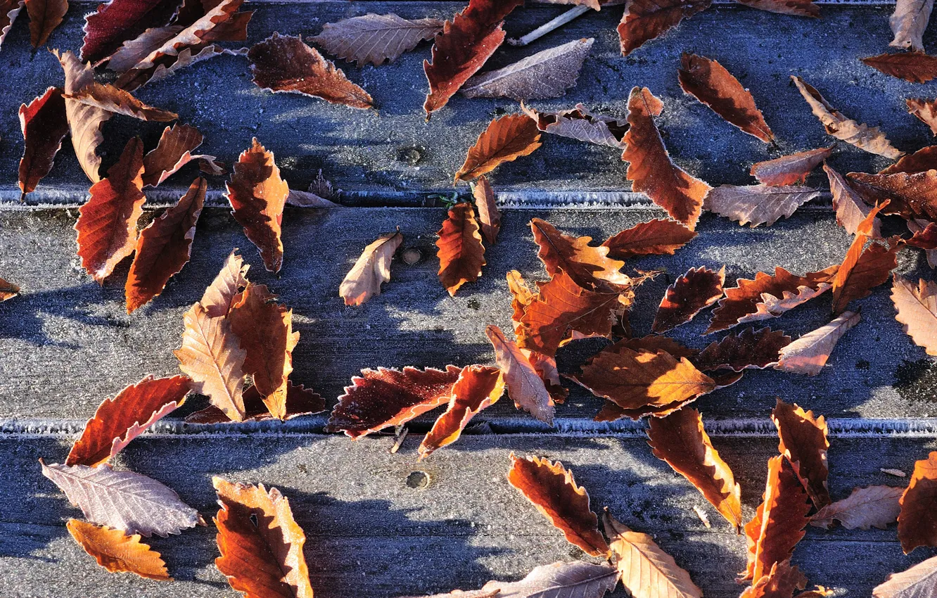 Photo wallpaper autumn, leaves, Board