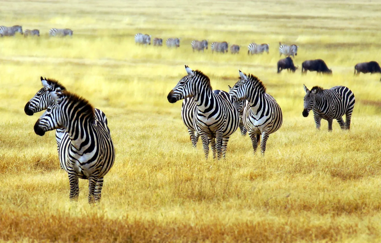 Photo wallpaper profile, the herd, Zebra