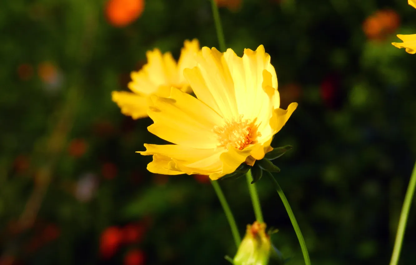 Photo wallpaper flowers, yellow