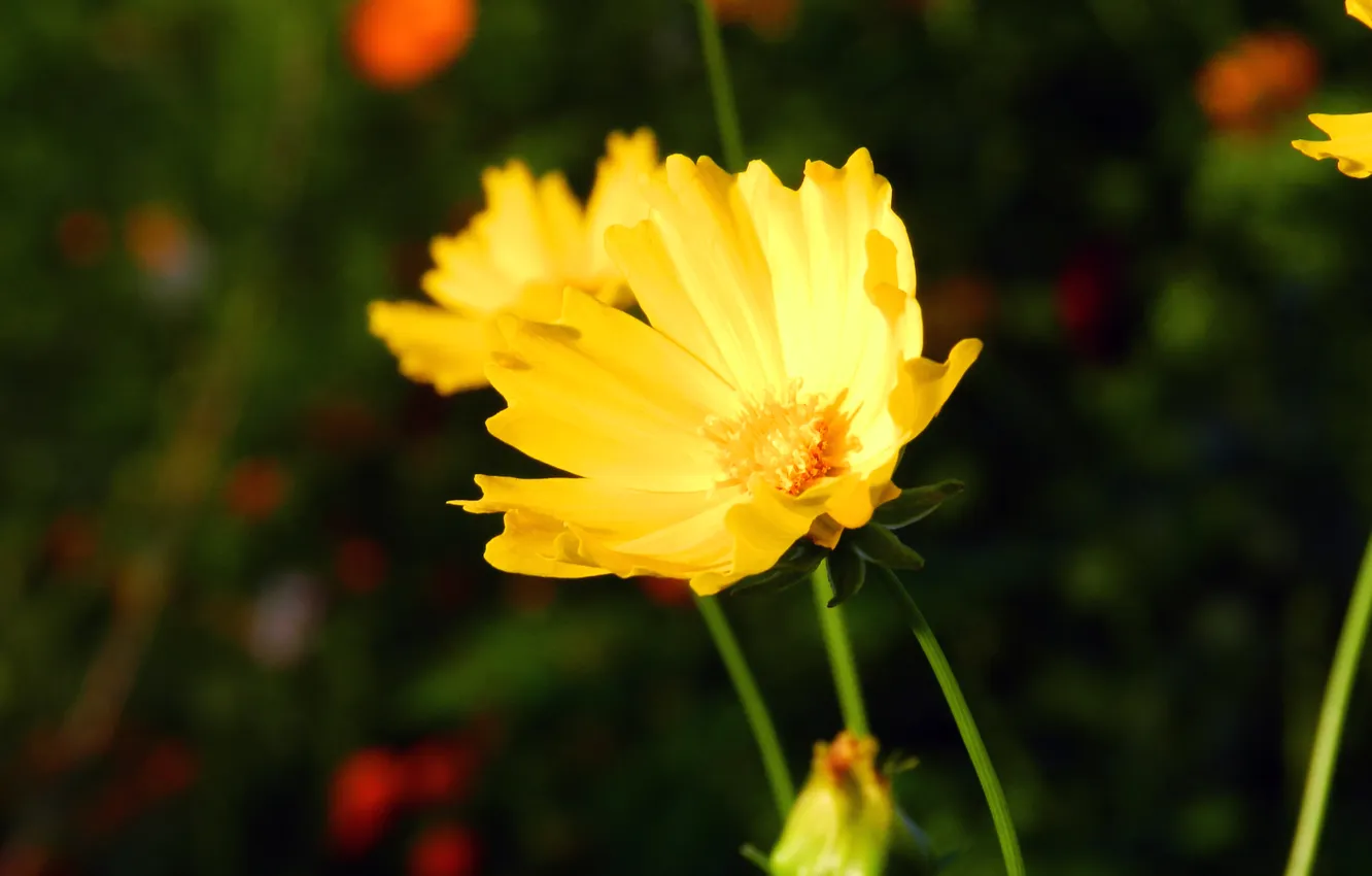 Photo wallpaper flower, flowers, yellow