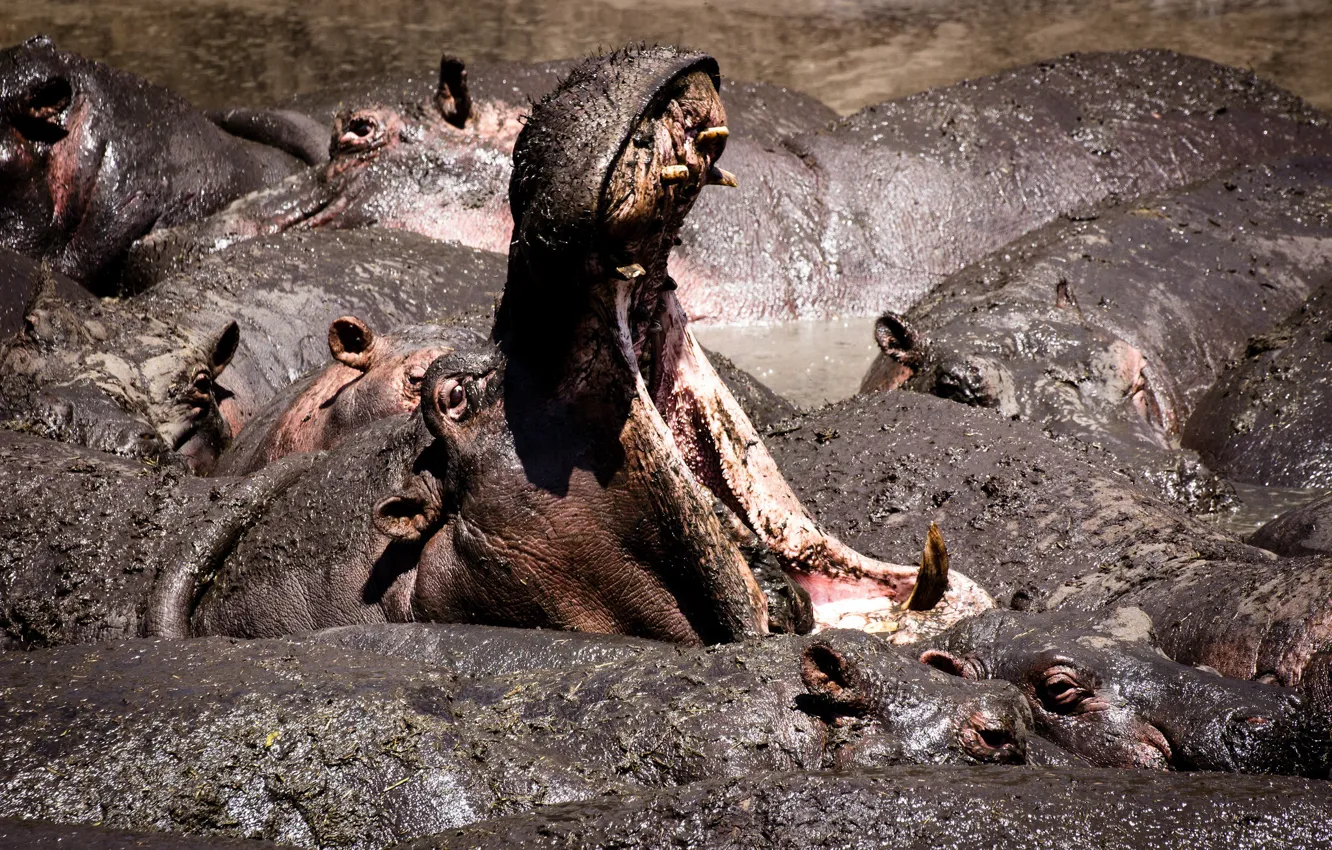 Photo wallpaper nature, Hippo, Africa