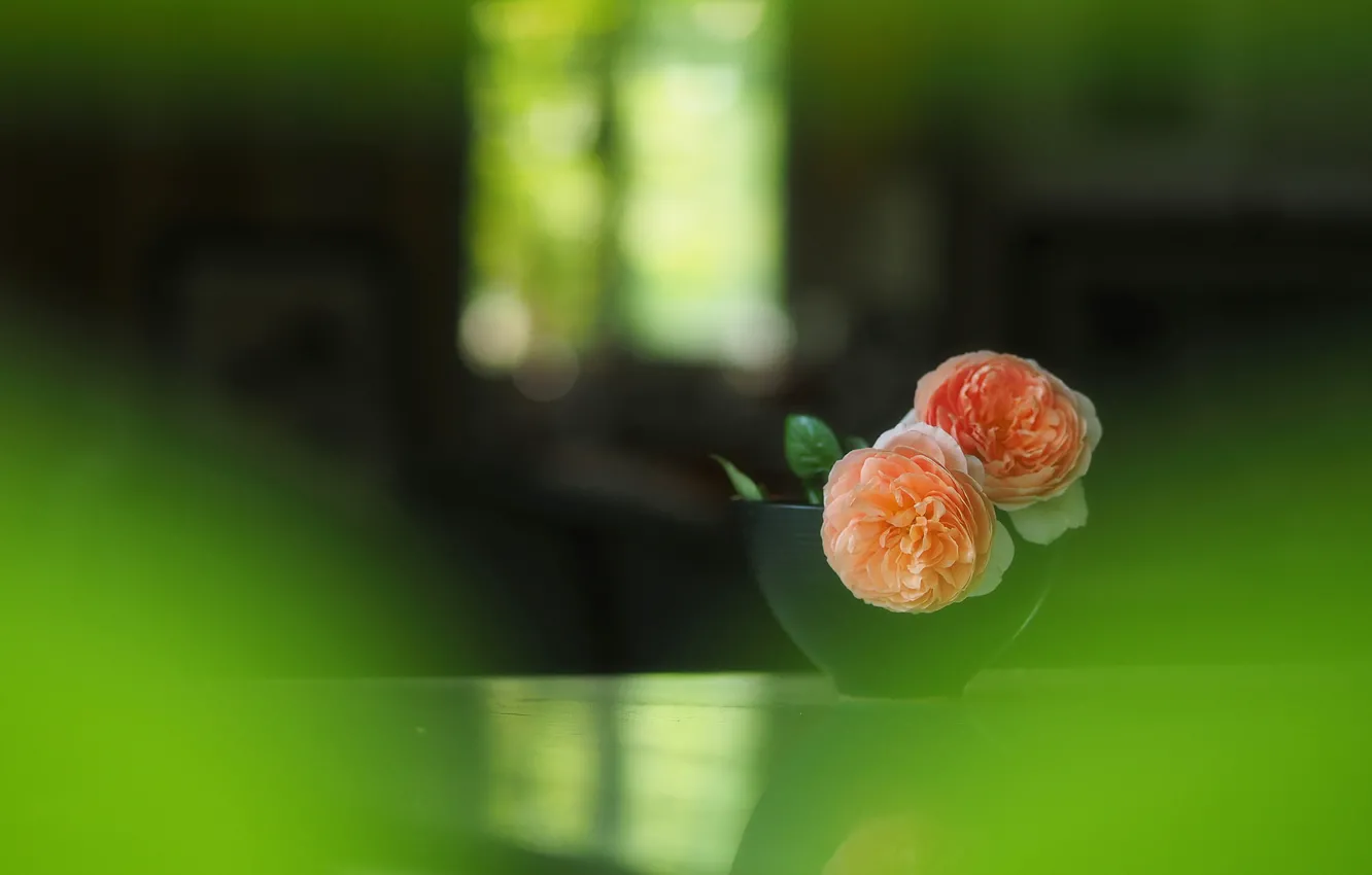 Photo wallpaper background, roses, Duo, two roses