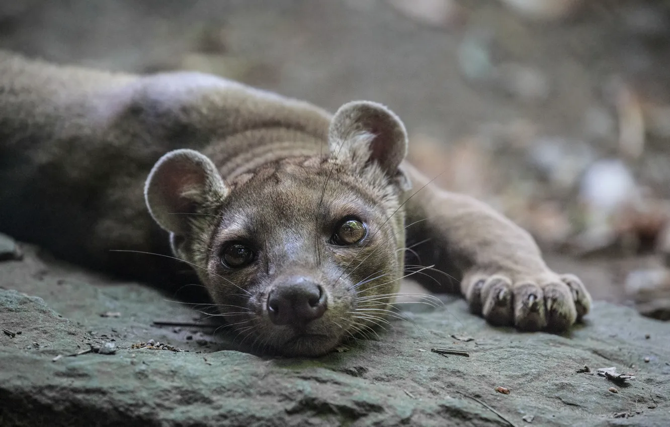 Photo wallpaper look, face, lies, Fossa