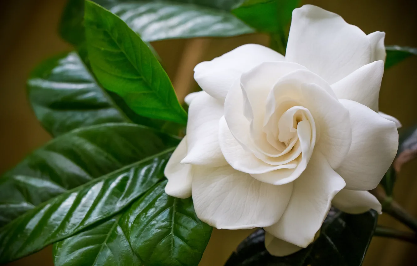 Photo wallpaper white, macro, Gardenia