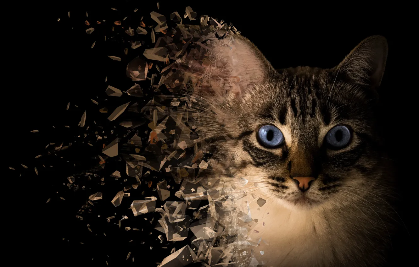 Photo wallpaper cat, cat, look, face, rendering, photoshop, portrait, treatment