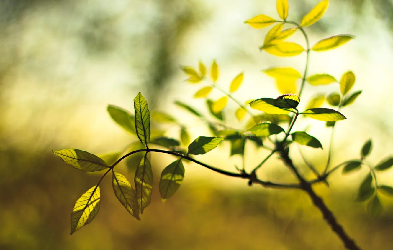 Photo wallpaper macro, green, background, Wallpaper, plant, blur, leaf, wallpaper