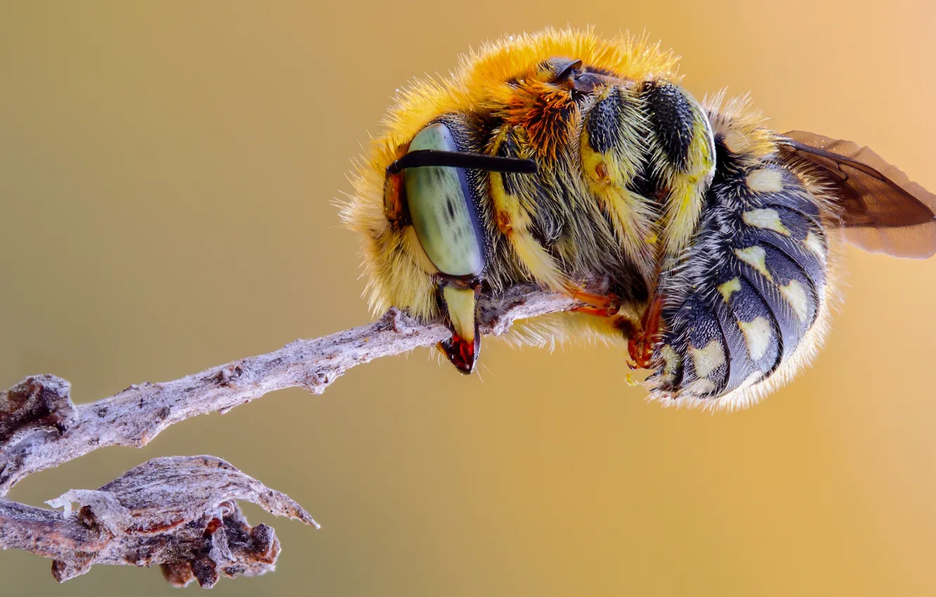 Photo wallpaper eyes, macro, bee, background, plant, hairy, insect, bumblebee