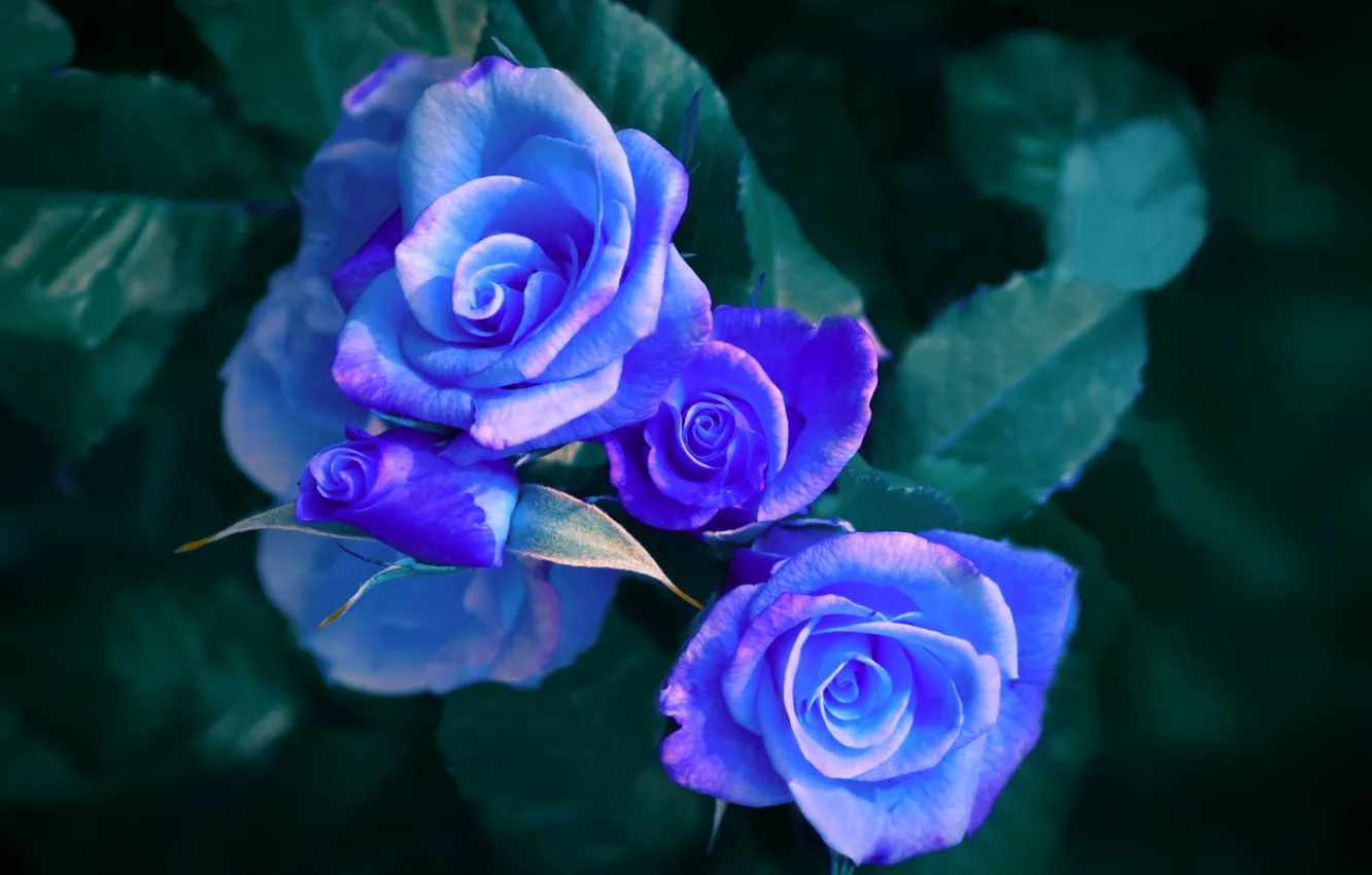 Photo wallpaper light, night, roses, neon