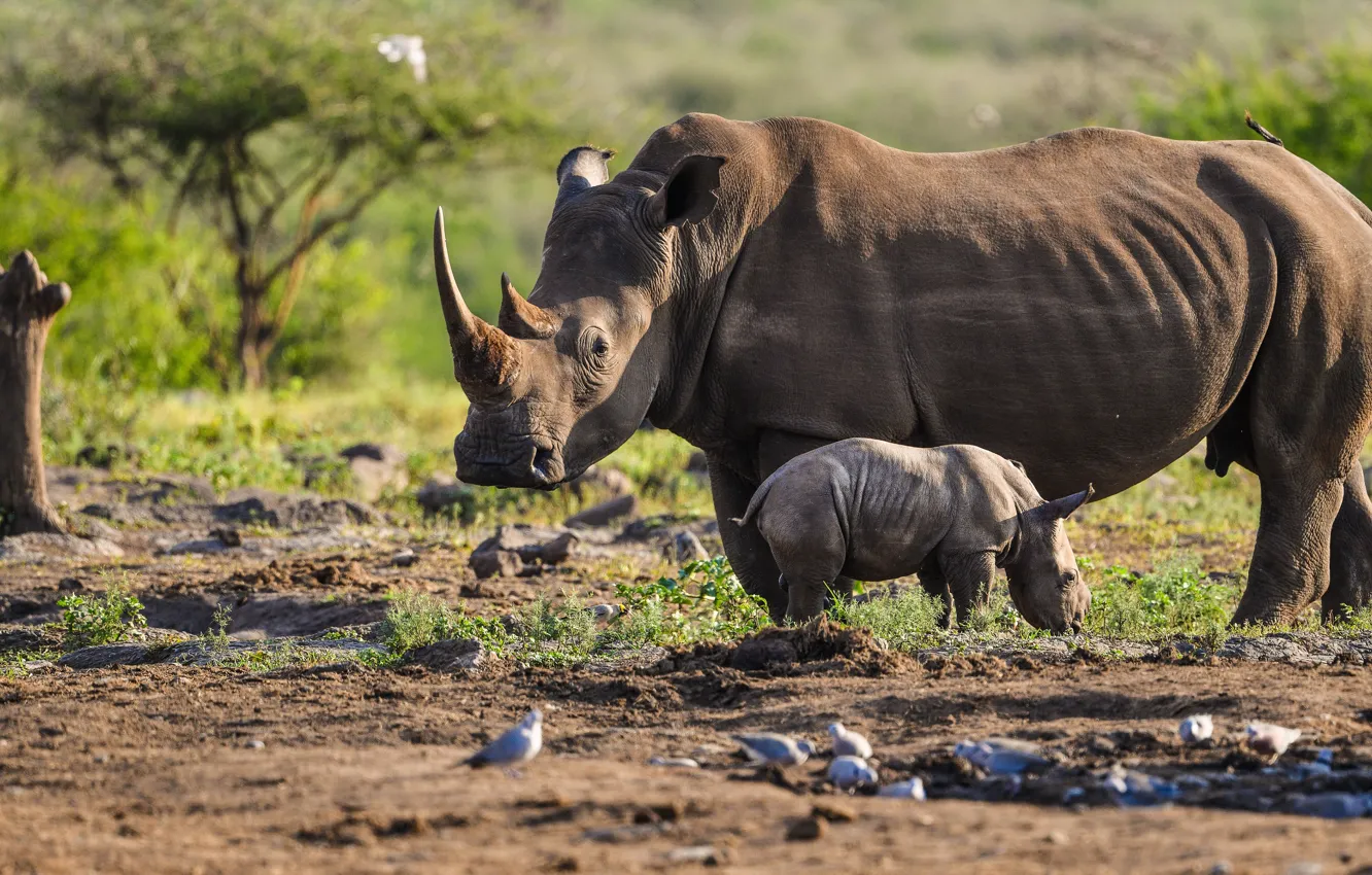 Photo wallpaper nature, two, cub, Rhino, mother