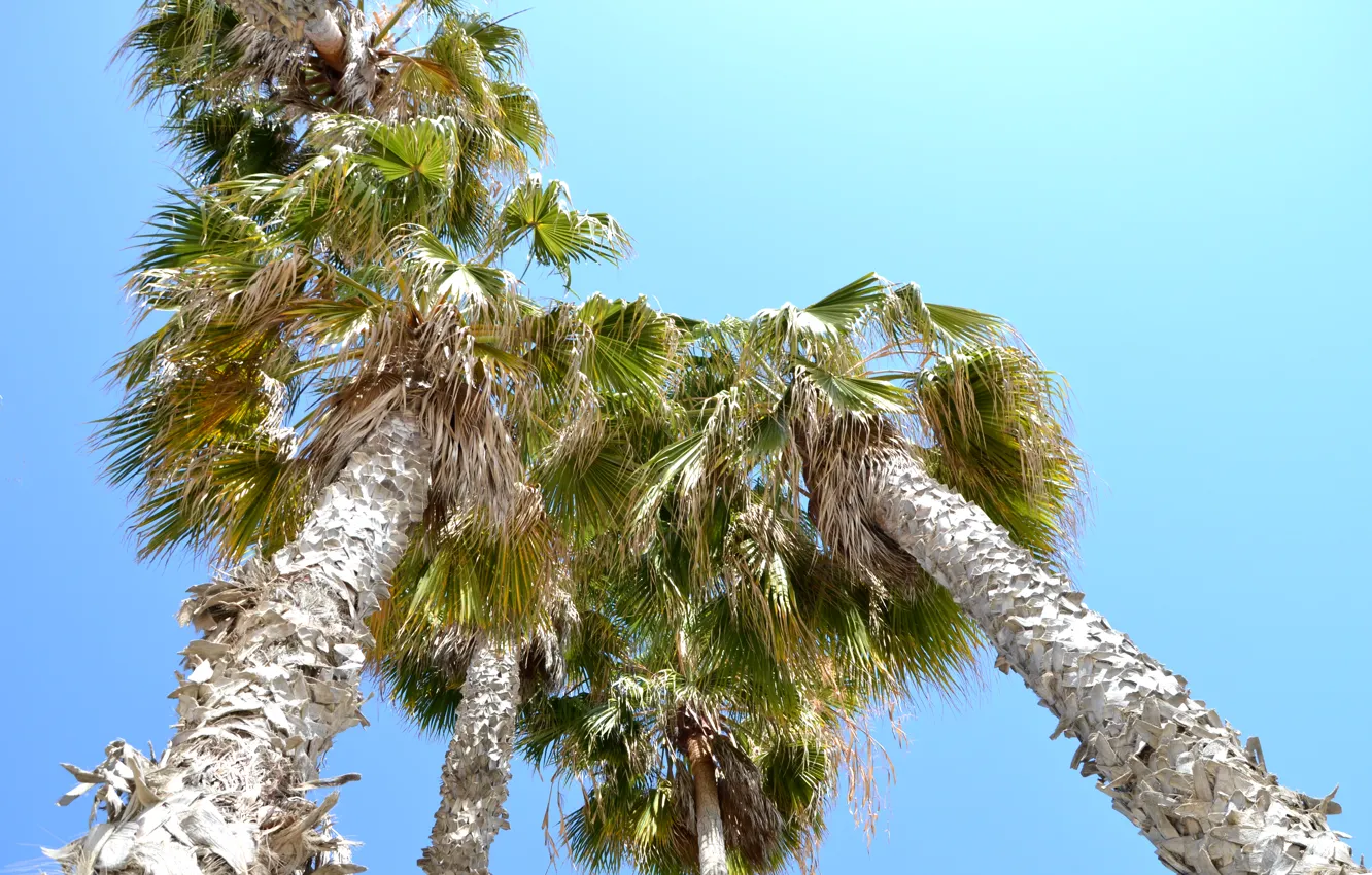 Photo wallpaper palm trees, CA, USA, Los Angeles, Santa Monica