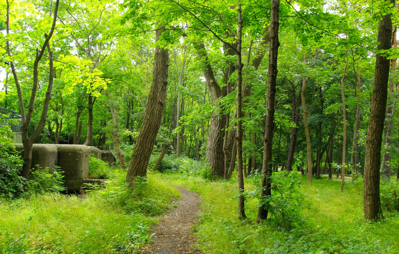 Photo wallpaper forest, trees, park, alley