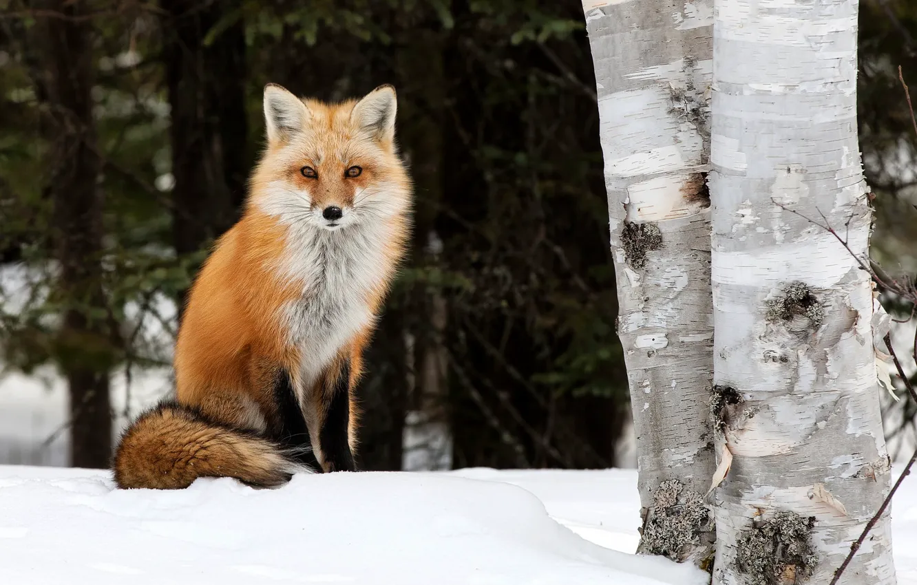 Photo wallpaper winter, trees, nature, animal, Fox, birch, Fox, Peter Darcy