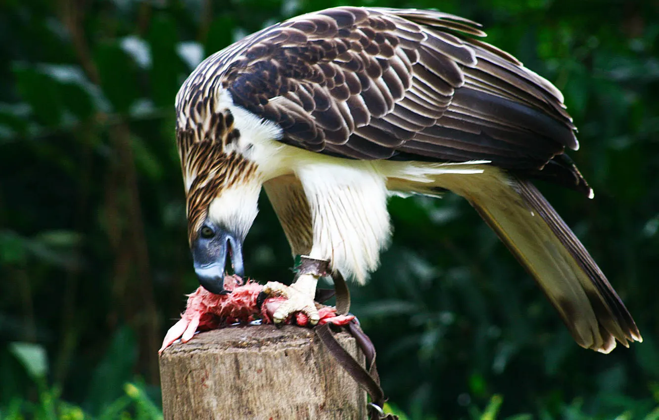 Photo wallpaper bird, forests, Philippine Eagle, monkey-eating eagle