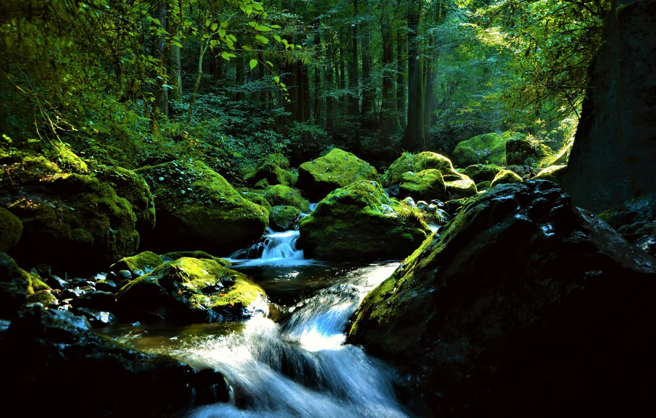 Photo wallpaper forest, nature, stream, stones, moss, cascade