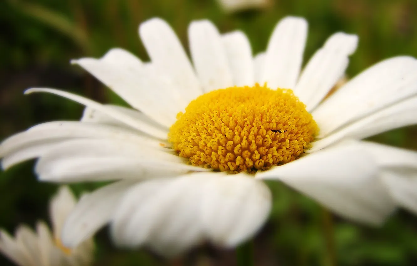 Photo wallpaper macro, chamomile, petals