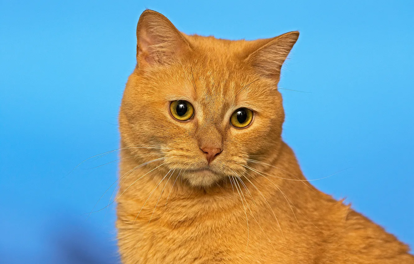 Photo wallpaper cat, background, portrait, muzzle, red cat, cat, Vzglyad