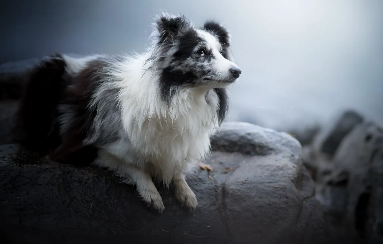 Photo wallpaper look, each, dog