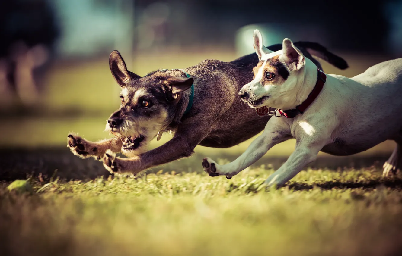 Photo wallpaper dog, walk, the race