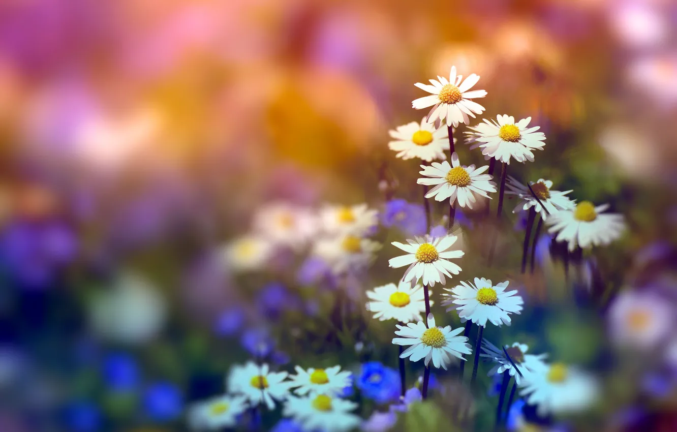 Photo wallpaper summer, flowers, glade, chamomile, treatment, blur, spring, white