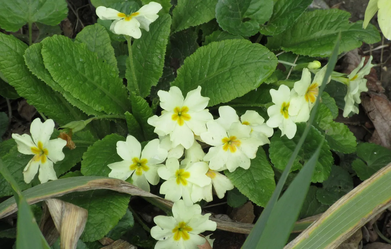 Photo wallpaper yellow, spring, April, Primula, spring 2018, Meduzanol ©