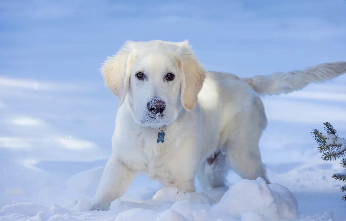 Photo wallpaper winter, white, look, light, snow, nature, dog, the snow