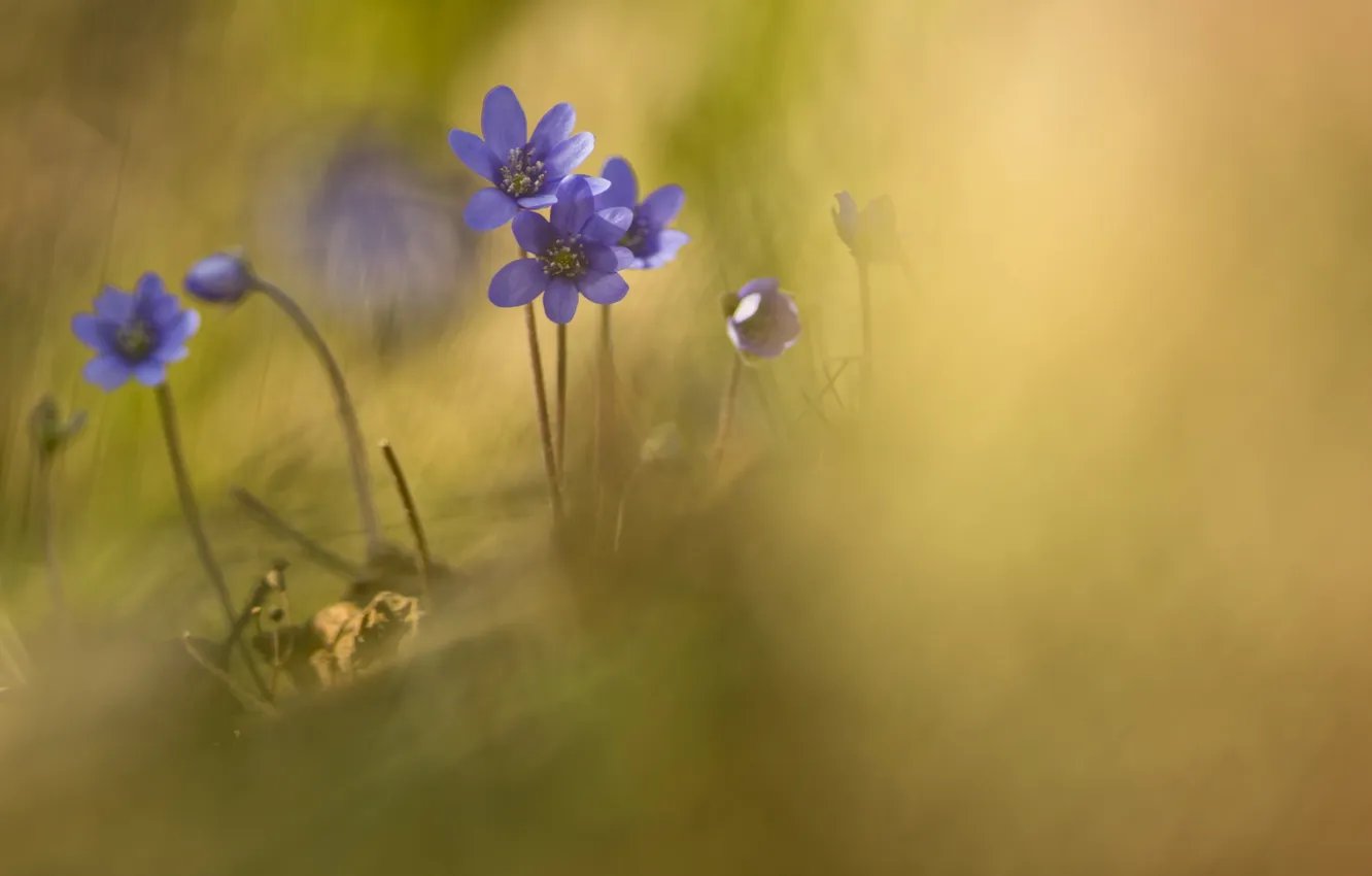 Photo wallpaper flowers, nature, violet