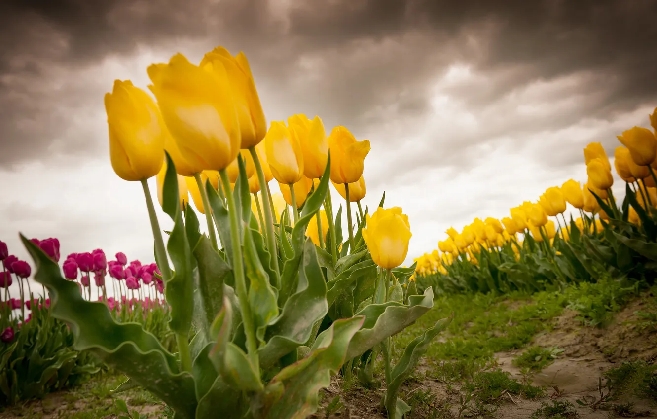 Photo wallpaper flowers, background, tulips