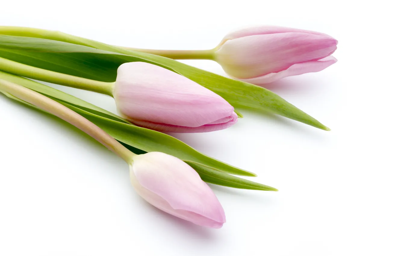 Photo wallpaper flowers, bouquet, fresh, pink, flowers, beautiful, tulips, pink tulips