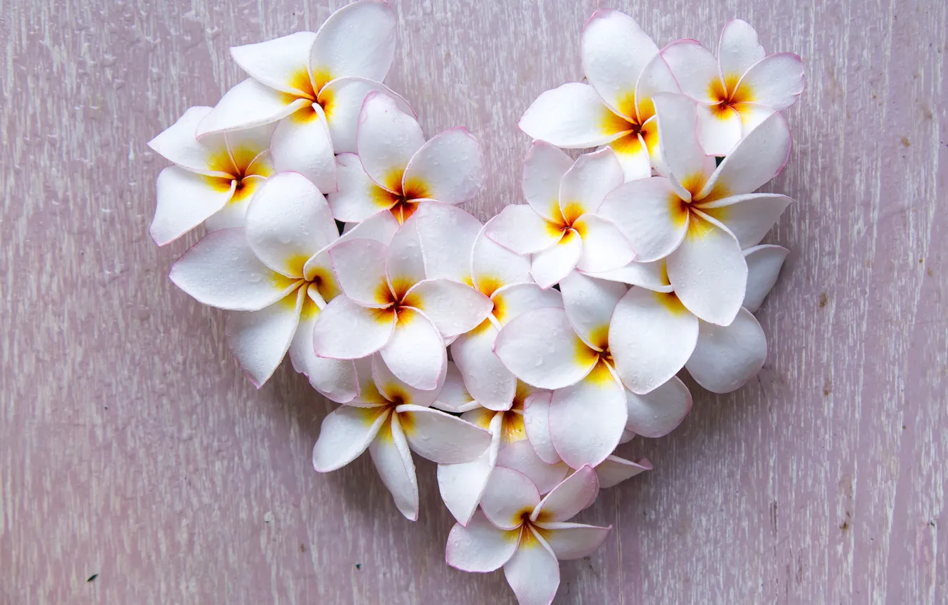 Photo wallpaper flowers, background, heart, wet, white, Valentine's day, plumeria