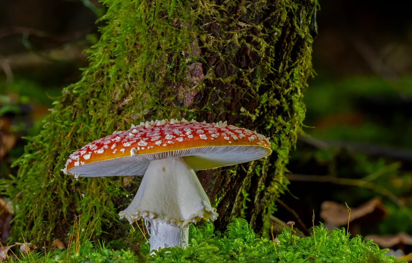 Photo wallpaper tree, mushroom, moss, mushroom