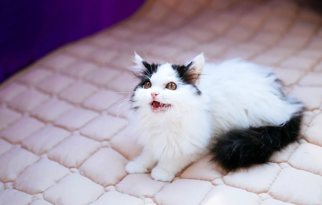 Photo wallpaper cat, look, pose, baby, black and white, kitty