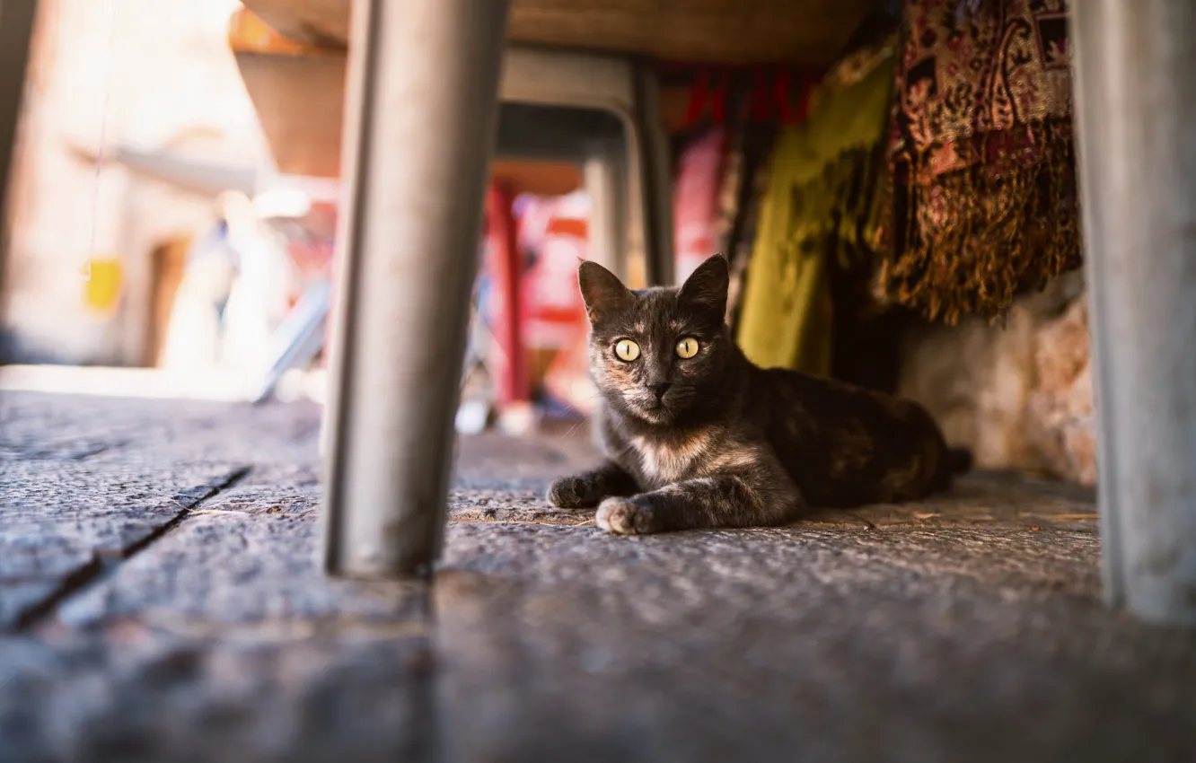 Photo wallpaper cat, cat, furniture, yard, chair, legs, bokeh