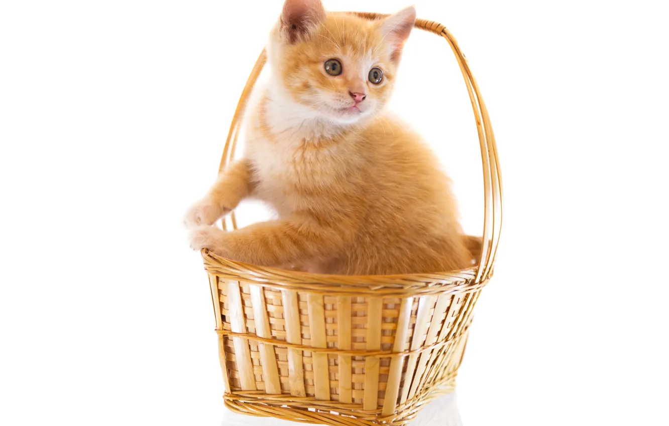 Photo wallpaper cat, cat, basket, white background, kitty