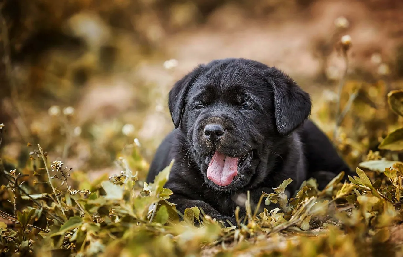 Photo wallpaper grass, dog, baby, puppy, Labrador Retriever