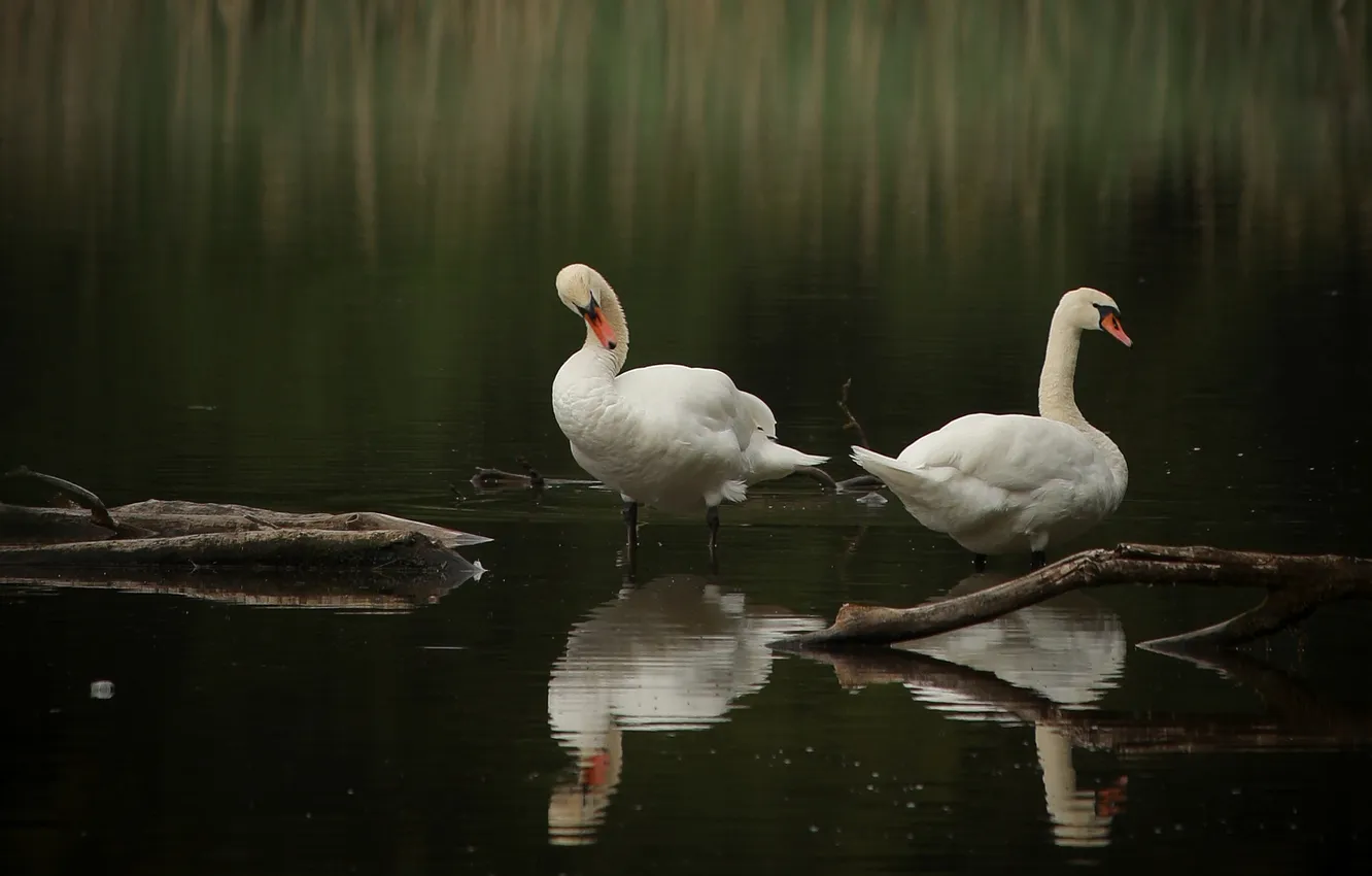 Photo wallpaper bird, pair, swans, pond, two swans