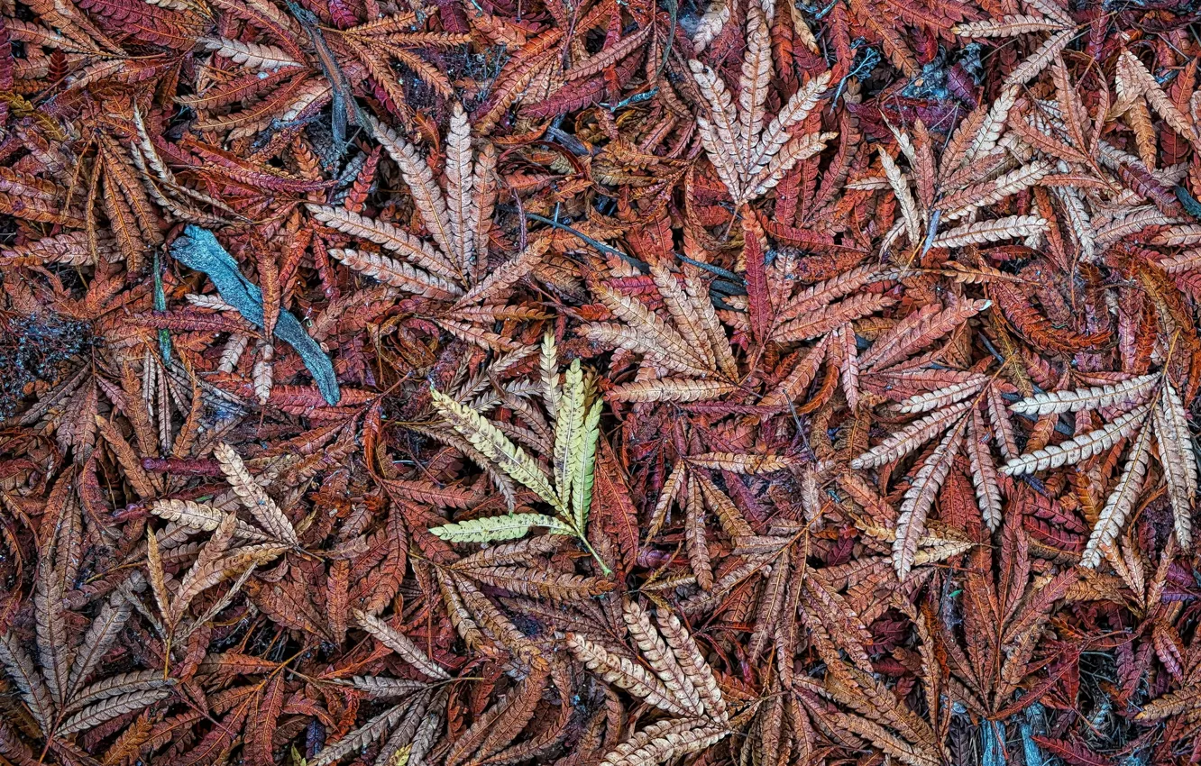 Photo wallpaper leaves, macro, background