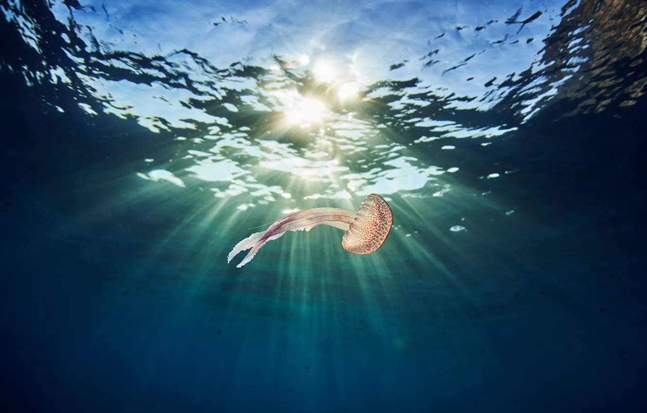 Photo wallpaper sea, water, light, Medusa, underwater world