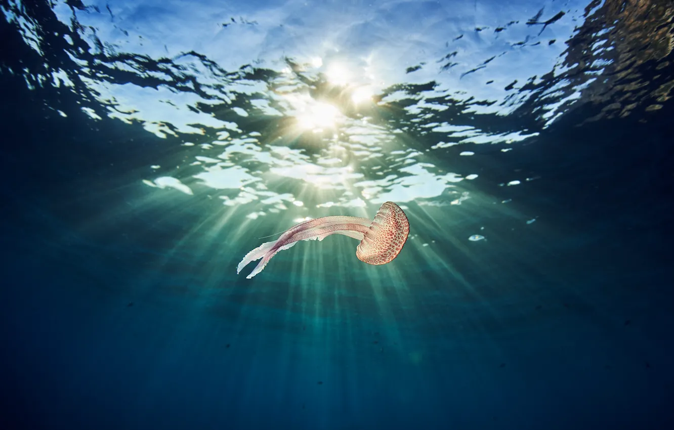 Photo wallpaper jellyfish, light, sea, water, underwater world