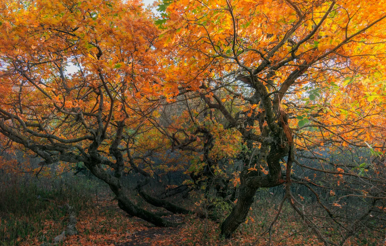 Photo wallpaper autumn, forest, trees, branches, nature, Park, foliage, trunk